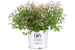 GREEN PROMISE FARMS Proven Winners - Deutzia Yuki Cherry Blossom (Yuki Cherry Blossom Deutzia) Shrub, pink flowers, #3 - Size Container