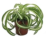 Shop Succulents | 'Bonnie' Curly Spider Plant, Naturally Air Purifying House Plant in 4