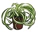 Shop Succulents | 'Bonnie' Curly Spider Plant, Naturally Air Purifying House Plant in 4" Pot, Easy Care, Live Indoor House Plant primary