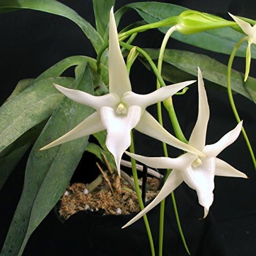 ANGRAECUM SESQUIPEDALESTAR OF BETHLEHEM