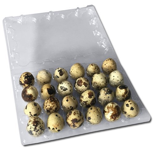 50 Stück Wachteleierschachteln, Eierschachteln PROFI für 24 Wachteleier aus OPS – Bild 4