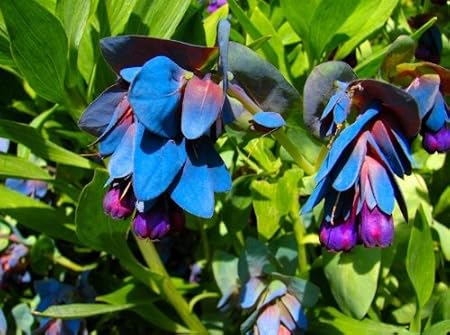 Erbstuck 50 Samen Cerinthe Honeywort Haupt Purpurasces Shrimp Pflanze Blau Lila Garten Wachs Blumen B0030 Amazon De Garten