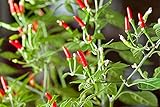 Thai Garden Bird Hot Pepper