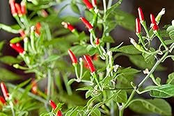 Thai Garden Bird Hot Pepper