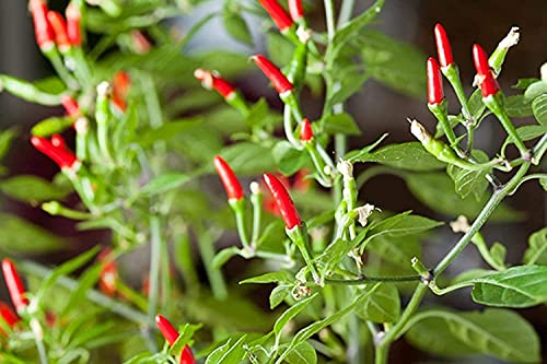 Thai Garden Bird Hot Pepper
