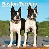 Boston Terriers 2019 12 x 12 Inch Monthly Square Wall Calendar, Animals Dog Breeds Terriers (Multilingual Edition) by