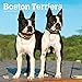 Boston Terriers 2019 12 x 12 Inch Monthly Square Wall Calendar, Animals Dog Breeds Terriers (Multilingual Edition) by