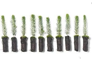 Colorado Blue Spruce Tree Plug Seedlings | 6"-12" | Arbor Day Foundation (10-Pack)