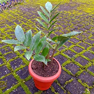 JS STOCKS ZZ Indoor Air Purifying Plant (Pot Included)