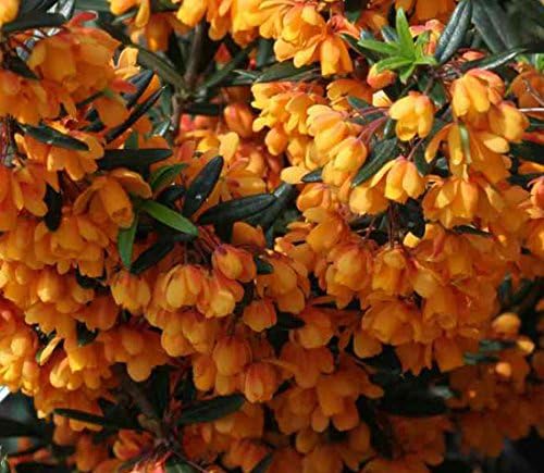 Berberis 'Orange King' 15cm Pot Size