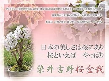 Amazon ソメイヨシノ盆栽 染井吉野桜 盆栽