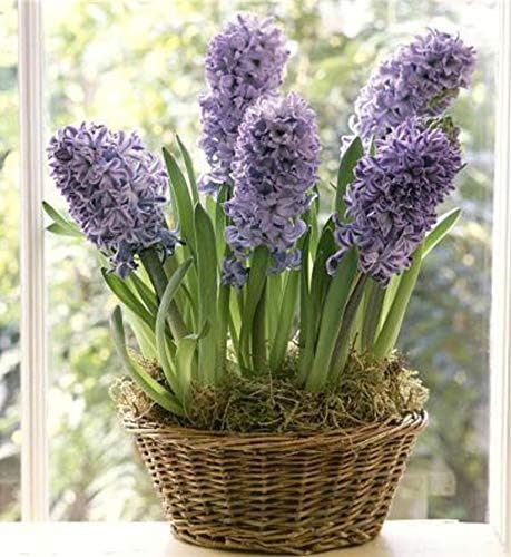 Amazon ブドウヒヤシンス バルコニーに置かれた珍しいヒヤシンスの球根 素敵な紫色の花 8球根 鉢