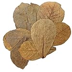 Tantora Premium Indian Almond Catappa Leaves Size Extra Large - 50 Leaves 18-30 cm (7-12 inches)