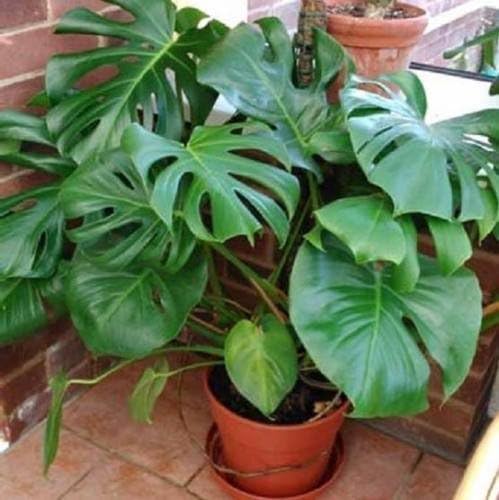 Monstera deliciosa – Planta del queso suizo – 5 semillas grandes ...