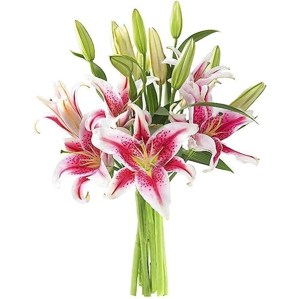 l*o様 MEDICOMTOYBOTANIZEPachypodium Graci Comforting Thoughts™ Bouquet | 1800Flowers.com