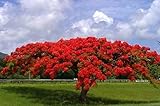 Flamboyant Flame Tree, Delonix Regia, Royal Ponciana 20 Seeds