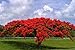 Flamboyant Flame Tree, Delonix Regia, Royal Ponciana 20 Seeds