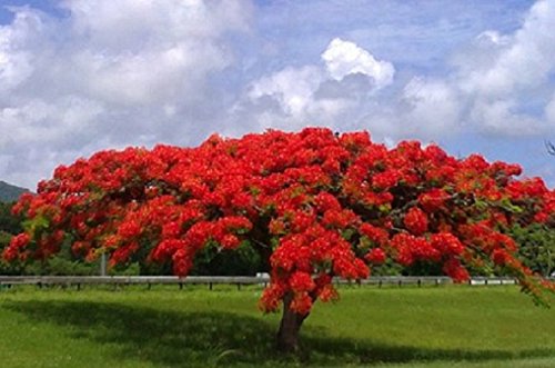 Flamboyant Flame Tree, Delonix Regia, Royal Ponciana 20 Seeds - //coolthings.us
