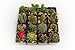 9 Gorgeous Cactus Collection