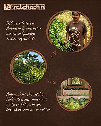 Bio Guayusa Tee 80g - Kaffee und Energydrink Alternative - Waldgarten Anbau im Amazonas - das Original von Matchachin – Bild 7
