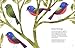 The Atlas of Amazing Birds: (fun, colorful watercolor paintings of birds from around the world with unusual facts, ages 5-10, perfect gift for young birders and naturalists)