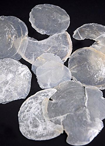 Capiz Shells Pearl White 7 oz.