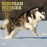 Siberian Huskies 2019 12 x 12 Inch Monthly Square Wall Calendar with Foil Stamped Cover, Animal Dog by 