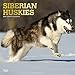 Siberian Huskies 2019 12 x 12 Inch Monthly Square Wall Calendar with Foil Stamped Cover, Animal Dog by 