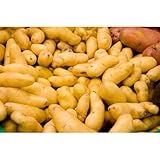 fingerlings 10