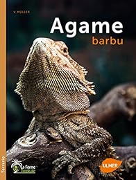 Agame barbu