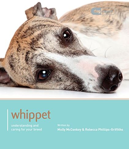 Whippet - Dog Expert: Understanding and Caring for Your Breed