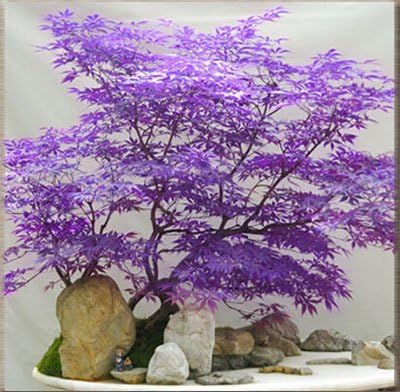 Amazon Co Jp 2 フラワーポットプランター2のために50個レアメープルシーズグリーン パープルカラーレッド紅葉盆栽鉢植え庭の植物 ホーム キッチン