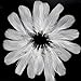 Coceca 350pcs White Feathers for Crafts 3-5 Inches (8-12cm) for Dreamcatcher Various Birthday Party Wedding Festival Decorations