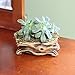 Window Garden Natural Elements Log Planter (Branch) – Realistic Woodland-Themed with Intricate Weathered bark Detail. Grow Small Succulents, Cactus, African Violets. Striking in Any décor.