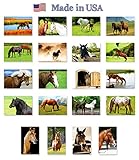HORSES postcard set of 20 postcards. Horse post card variety pack. Made in USA.