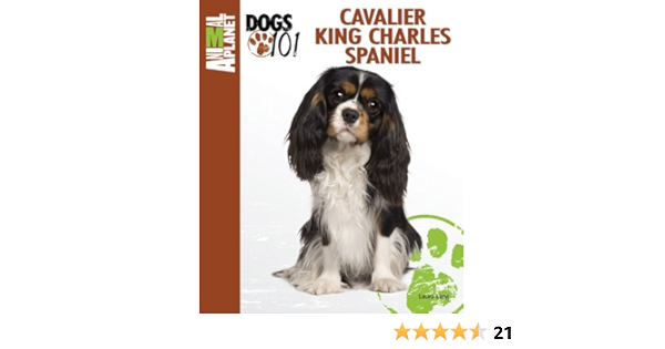 amazon cavalier king charles spaniel