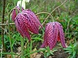 FRITILLARIA MELEAGRIS (10 SEEDS) A.k.A snakes Head