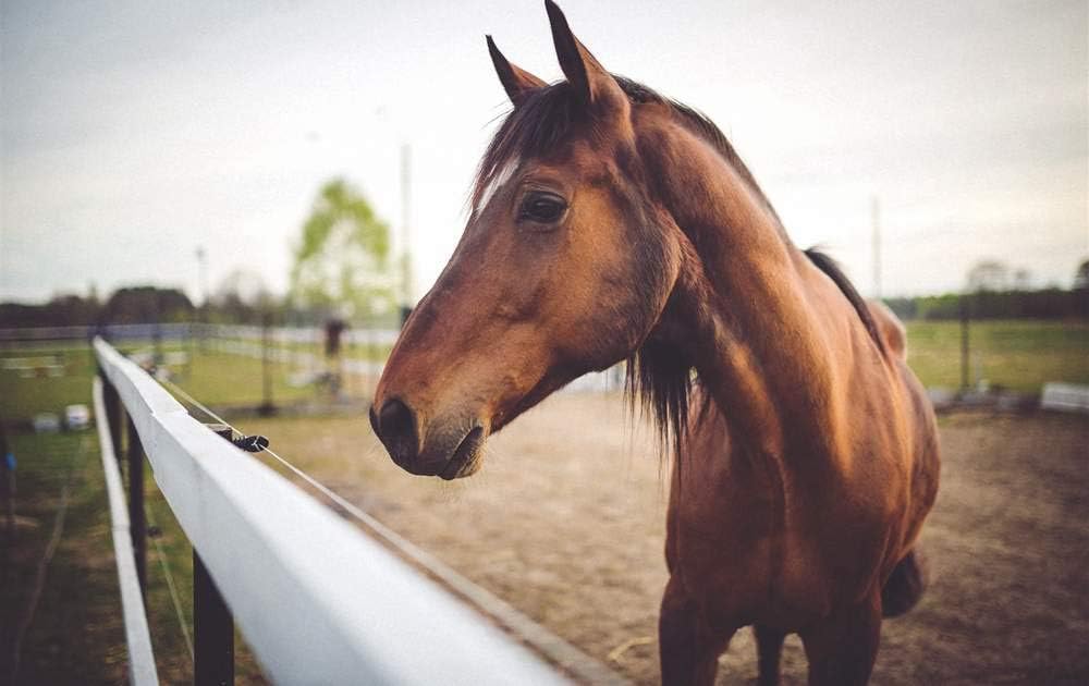 Amazon Com Kaohun Brown Horse Face Head Fence Animal Picture Art Canvas Print Poster Home Wall Decor 36x24 Inches Posters Prints