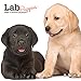 Lab Puppies 2020 7 x 7 Inch Monthly Mini Wall Calendar, Animals Dog Breeds Puppies by 