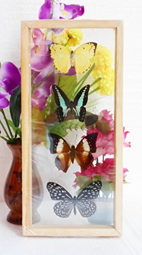 4 REAL mixed BUTTERFLIES Insect Taxidermy Display Double Glass in Frame