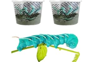 Surmen Legacy Live Hornworms 2 Habitats (50-60 Count)