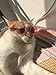 Stock Show Funny Cute Dog Retro Fashion Sunglasses Mosaic Glasses Transparent Eye-wear Protection Puppy Teacher Bachelor Cosplay Glasses Pink