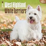 West Highland White Terriers 2016 Wall Calendar