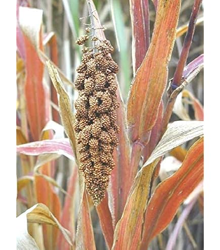 Amazon.com : German Millet (Foxtail Millet) Seeds (25 Seed
