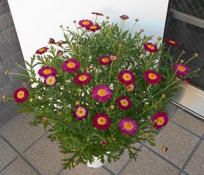 Amazon マーガレット 赤 観葉植物 オンライン通販