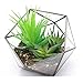 Modern Tabletop Black Glass Pentagon Geometric Terrarium Container Window Sill Decor Flower Pot Balcony Planter Diy Display Box for Succulent Fern Moss Air Plants Mniature Fariy Garden Gift (No Plant)