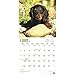 Longhaired Dachshunds 2017 Wall Calendar