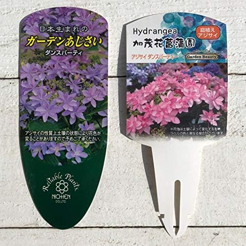 Amazon アジサイ ハイドランジア シティライン 苗 ダンスパーティー 5号ポット苗 植木