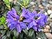 Blue Baron Rhododendron - Very Hardy - Spectacular - 4