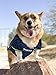 NFL SEATTLE SEAHAWKS DOG Jersey, XX-Large